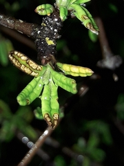 Olearia bullata
