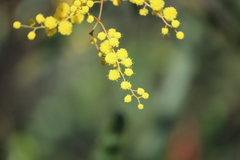 Acacia neriifolia