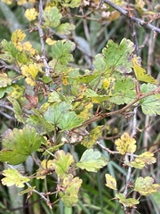 Ribes formosanum