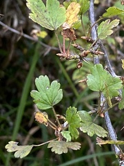 Ribes formosanum