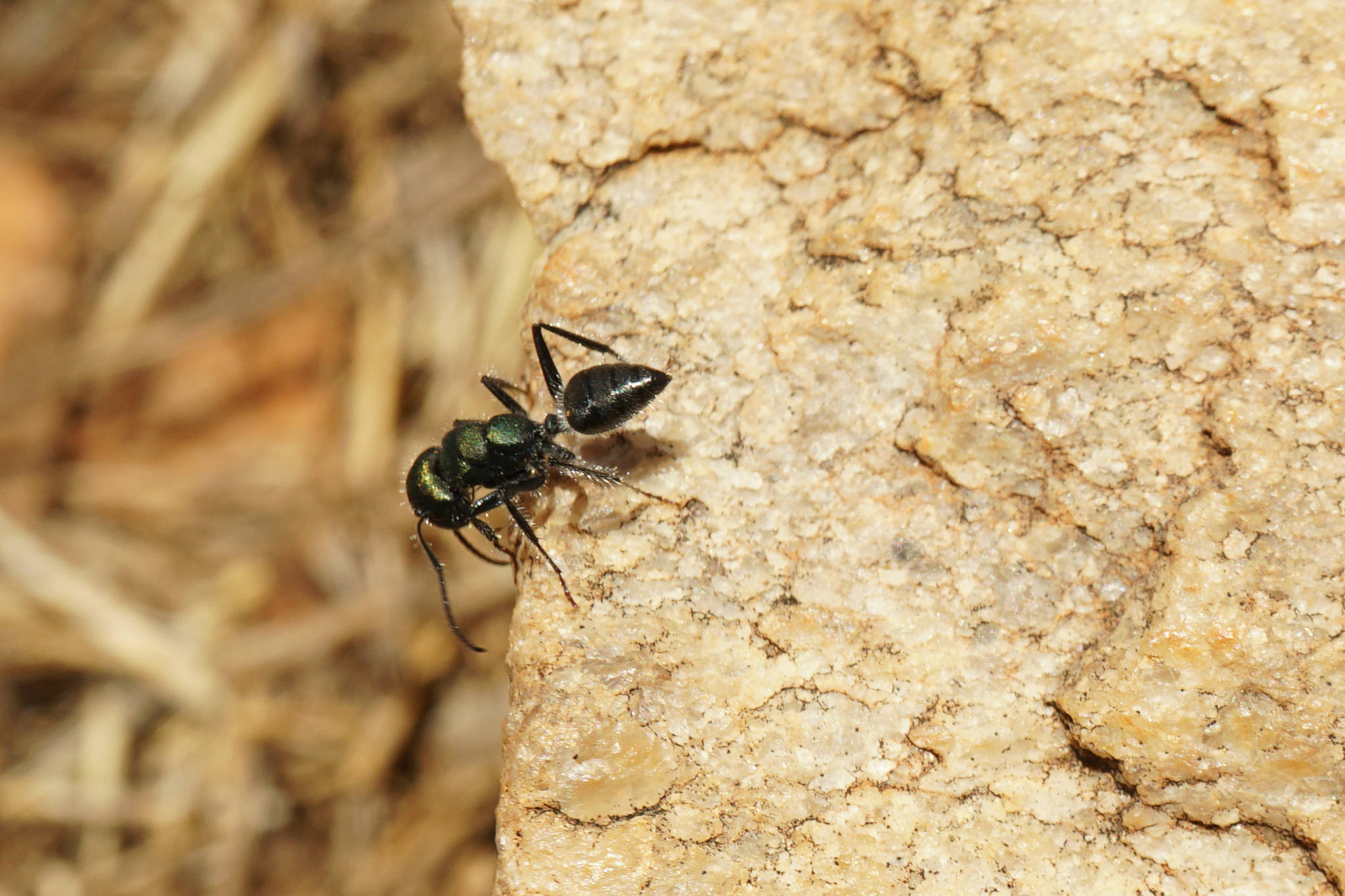 Calomyrmex splendidus