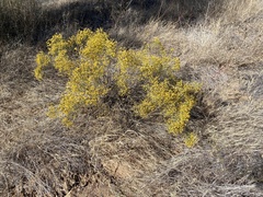 Gutierrezia sarothrae