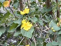 Malvaceae