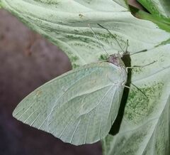 Catopsilia florella