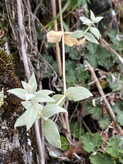 Stellaria vestita