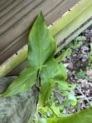 Syngonium angustatum