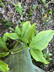Syngonium angustatum