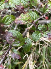 Cotoneaster konishii