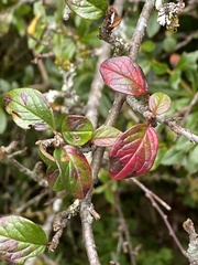 Cotoneaster konishii