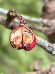Cotoneaster konishii