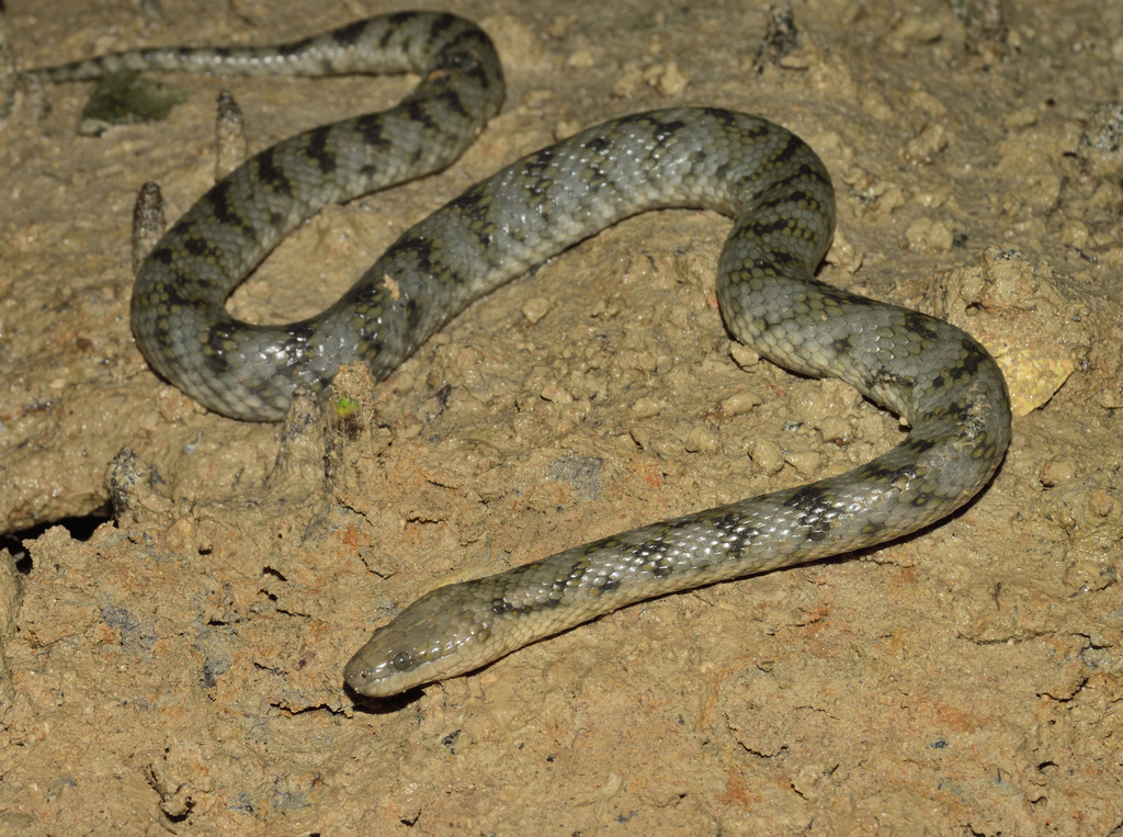 Broome Mangrove Snake