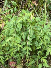 Conioselinum morrisonense