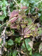 Conioselinum morrisonense