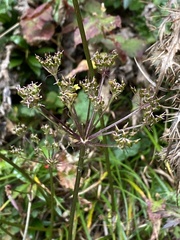 Conioselinum morrisonense