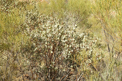 Grevillea wickhamii