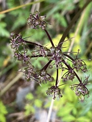 Conioselinum morrisonense