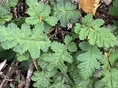 Pedicularis refracta transmorrisonensis