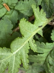 Pedicularis refracta transmorrisonensis