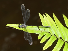 Austroargiolestes icteromelas