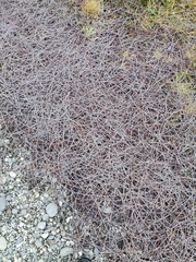 Muehlenbeckia ephedroides