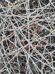 Muehlenbeckia ephedroides