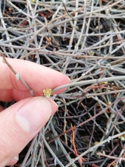 Muehlenbeckia ephedroides