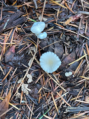 Marasmius calhouniae