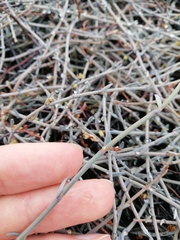 Muehlenbeckia ephedroides