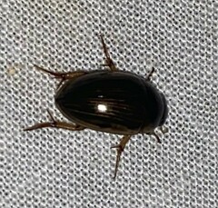 Tropisternus collaris