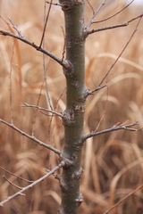 Betula pumila