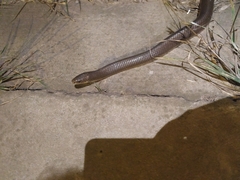Paraphimophis rusticus