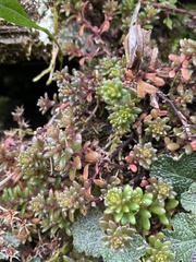 Sedum morrisonense