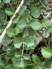 Pimpinella niitakayamensis