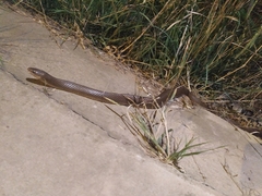 Paraphimophis rusticus