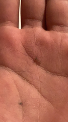 Sciaroidea
