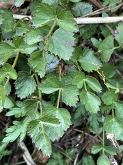 Pimpinella niitakayamensis