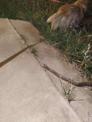 Paraphimophis rusticus