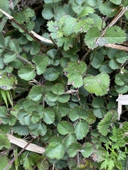 Pimpinella niitakayamensis