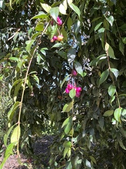 Syzygium smithii