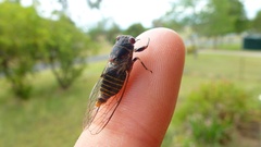 Popplepsalta notialis