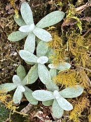 Anaphalis nepalensis