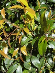 Syzygium smithii