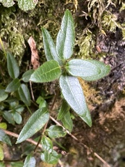 Lonicera acuminata