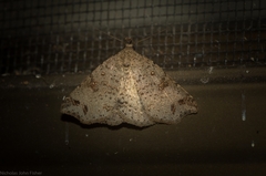 Lithilaria proestans