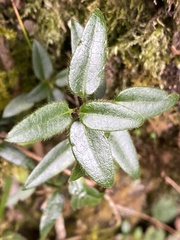 Lonicera acuminata