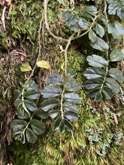 Elatostema obtusum
