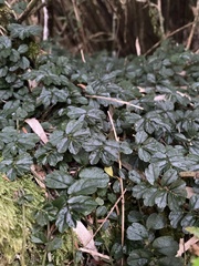 Elatostema obtusum