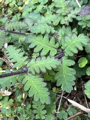 Pedicularis refracta transmorrisonensis