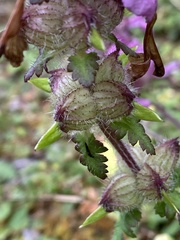 Pedicularis refracta transmorrisonensis