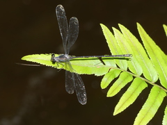 Austroargiolestes icteromelas